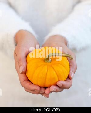 Nicht erkennbare Frau, die einen einzigen gelben dekorativen Zwergkürbis in den Händen hält. Stockfoto