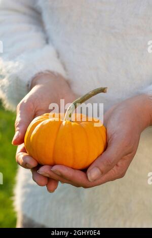 Nicht erkennbare Frau, die einen einzigen gelben dekorativen Zwergkürbis in den Händen hält. Stockfoto