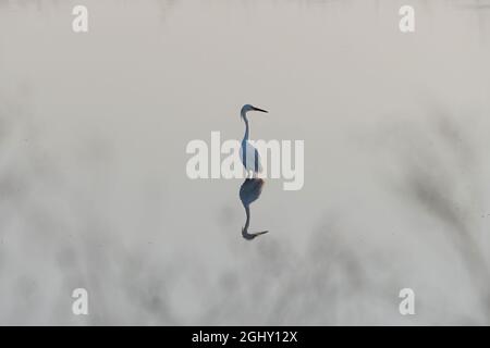 Ein einsamer Weißer Reiher, der im glasigen, glatten Wasser eines Sees über seiner Spiegelung steht und zur Seite schaut, während die Sonne früh aufgeht Stockfoto