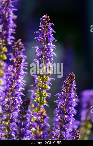 Meadow Sage Salvia nemorosa 'Mainacht' / 'Mainacht' Stockfoto