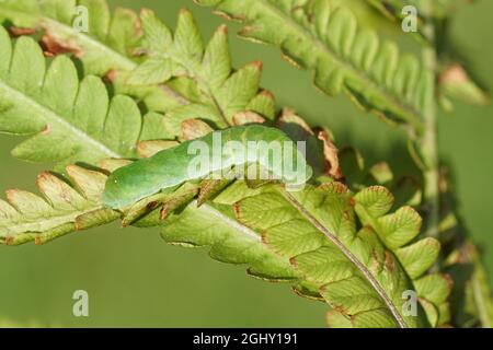 Raupe der kleinen Winkelschattierungen (Euplexia lucipara), Eulenmotten der Familie (Noctuidae), die ein Farnblatt in einem holländischen Garten essen. Niederlande Stockfoto