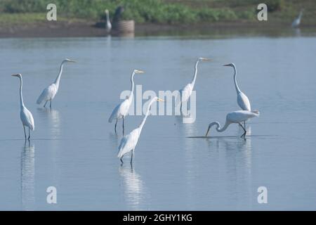 Eine kleine Herde Weißreiher, die im flachen Teil eines Sees in der Nähe einer Küstenlinie watend sind, während sie an einem sonnigen Morgen im Wasser nach Nahrung suchen. Stockfoto