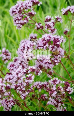 Wilder Majoran Origanum vulgare blüht in einem Garten Stockfoto