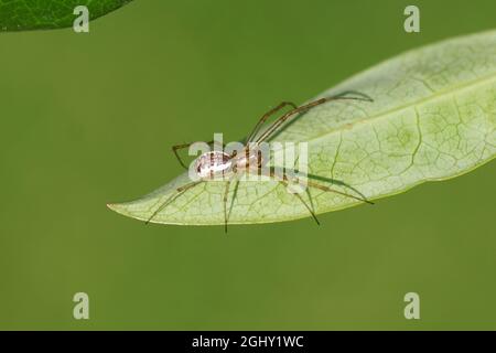 Geldspinne, Europäische Hängematte Spinne, Spinnennetz (Linyphia triangularis) der Familie Linyphiidae auf einem Blatt. Niederländischer Garten, Spätsommer, September Stockfoto