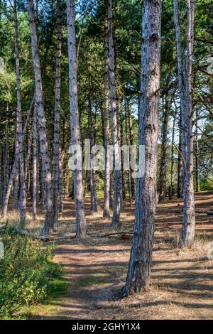 Pinien hinter Holkham Beach an der North Norfolk Coast im Holkham National Nature Reserve. Stockfoto