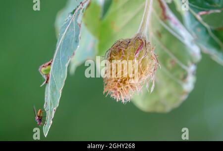 Nahaufnahme einer Buchennuss auf einer europäischen Buche (Fagus sylvatica), die auf der Salisbury Plain, Großbritannien, wächst Stockfoto