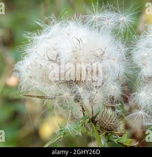 close up of beautiful fluffy seed flower heads of the Creeping Thistle (Cirsium arvense) growing wild on Salisbury Plain, UK Stockfoto