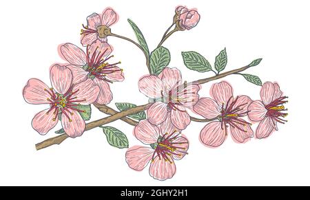 Vintage-Vektorblüten der Kirschblüten auf isoliertem Hintergrund. Sakura-Blüte auf weißem Hintergrund. Stock Vektor