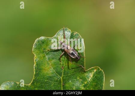 Baummädellwanze (Himacerus apterus) der Familie Nabidae auf einem Eichenblatt. Spätsommer, September, Niederlande Stockfoto