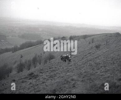 Fünfziger Jahre, historische, weibliche Wanderer, die auf einem grasbewachsenen Hügel auf den South Downs, East Sussex, England, Großbritannien, einen Pfad entlang gehen. Die South Downs, eine vielfältige Palette von Kreidehügeln, bedecken ein großes Gebiet der südöstlichen Küstenbezirke Englands. Stockfoto