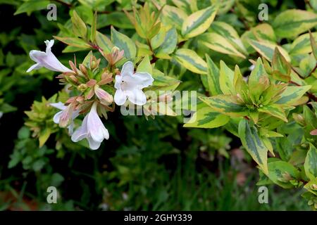 Abelia ‘Kaleidoscope’ glänzendes abelia Kaleidoscope – weiße Blüten mit hellgrünen glänzenden Blättern mit rotem Umriss, roten Stielen, August, England, Großbritannien Stockfoto