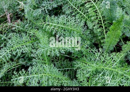 Achillea millefolium LEAVES ONLY Gemeine Schafgarbe – fein zerschnitzte, farnähnliche grüne Blätter, August, England, Großbritannien Stockfoto