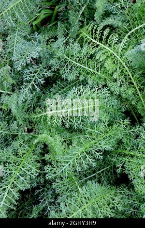 Achillea millefolium LEAVES ONLY Gemeine Schafgarbe – fein zerschnitzte, farnähnliche grüne Blätter, August, England, Großbritannien Stockfoto