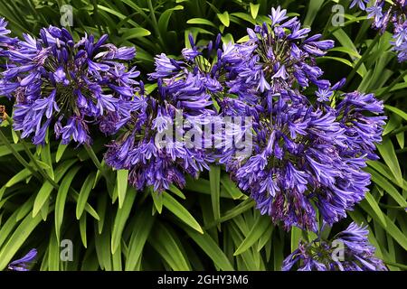 Agapanthus ‘Blue Thunder’ Afrikanische Lilie Blauer Donner – dichte Dolden aus trichterförmigen, tiefblauen Blüten mit violettem mittelbalken an dicken Stielen, August, Großbritannien Stockfoto