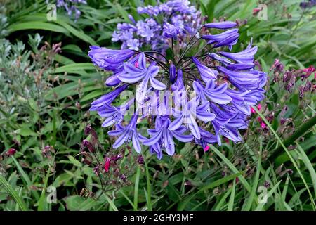 Agapanthus ‘Navy Blue’ African Lily Navy Blue – Dolden aus trichterförmigen dunkelblauen Blüten und schwarzen Stielen, August, England, Großbritannien Stockfoto