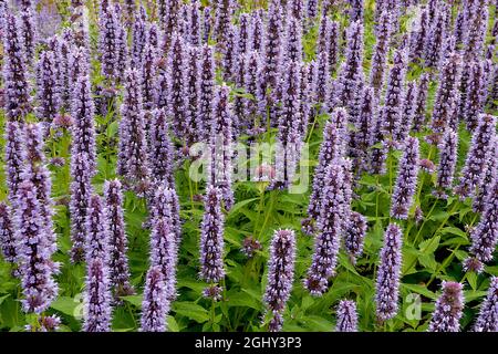 Agastache ‘Black Adder’ gigantischer Ysop Black Adder – dichte Trauben von lavendelblauen Blüten in aufrechten Trauben, August, England, Großbritannien Stockfoto