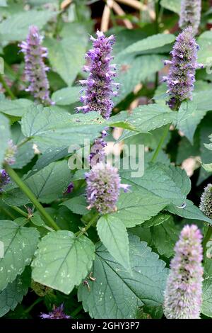 Agastache foeniculum Anishysop - dichte Trauben von lavendelblauen Blüten in aufrechten Trauben, August, England, Großbritannien Stockfoto