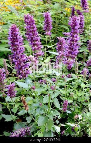 Agastache rugosa koreanische Minze - dichte Gruppen von violetten Blüten in aufrechten Trauben, August, England, Großbritannien Stockfoto