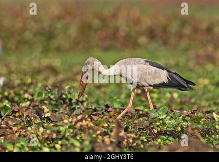 Asian Openbill (Anastomus oscitans) Erwachsene Nahrungssuche im Sumpfgebiet Dibru-Saikhowa NP, Assam, Indien Januar Stockfoto