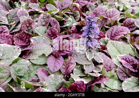 Ajuga reptans ‘Atropurpurea’ dunkelvioletter Bagle – dunkelviolette Blütenkrüle und bunte Hochblätter, tiefviolette und grüne Blätter mit cremefarbenen Rändern, Stockfoto