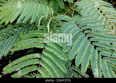 Albizia julibrissin ‘Rosea’ rosa Seidenbaum – große farnähnliche, gelb-grüne Blätter an gebogenen Stielen, August, England, Großbritannien Stockfoto