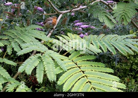 Albizia julibrissin ‘Rosea’ rosa Seidenbaum – große farnähnliche, gelb-grüne Blätter an gebogenen Stielen, August, England, Großbritannien Stockfoto