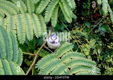 Albizia julibrissin ‘Rosea’ rosa Seidenbaum – große farnähnliche, gelb-grüne Blätter an gebogenen Stielen, August, England, Großbritannien Stockfoto