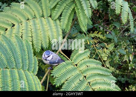 Albizia julibrissin ‘Rosea’ rosa Seidenbaum – große farnähnliche, gelb-grüne Blätter an gebogenen Stielen, August, England, Großbritannien Stockfoto