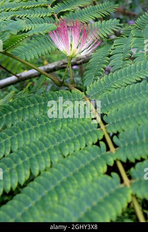 Albizia julibrissin ‘Rosea’ rosa Seidenbaum – rosa und weiße flauschige Blüten und große farnähnliche gelb-grüne Blätter an gebogenen Stielen, August, England, Stockfoto