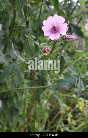 Althaea officinalis Sumpfmalbe – untertasse-förmige, lila rosa Blüten und tief gelappte, grau-grüne Blätter und Stiele, August, England, Großbritannien Stockfoto