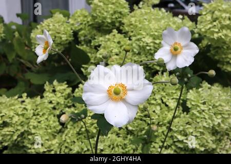 Anemone x hybrida ‘Honorine Jobert’ Japanische Anemone Honorine Jobert – gekräuselte untertasse-förmige weiße Blüten mit grüner Mitte und gelben Staubgefäßen, Stockfoto