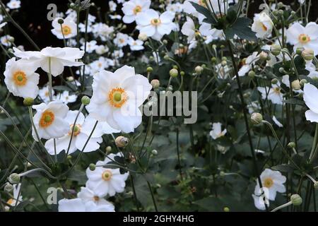 Anemone x hybrida ‘Honorine Jobert’ Japanische Anemone Honorine Jobert – gekräuselte untertasse-förmige weiße Blüten mit grüner Mitte und gelben Staubgefäßen, Stockfoto