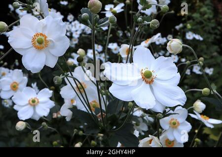 Anemone x hybrida ‘Honorine Jobert’ Japanische Anemone Honorine Jobert – gekräuselte untertasse-förmige weiße Blüten mit grüner Mitte und gelben Staubgefäßen, Stockfoto