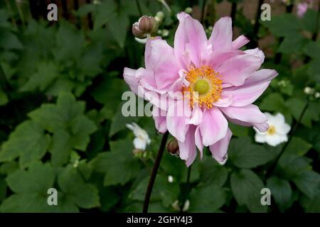 Anemone x Hybrida ‘Queen Charlotte’ Japanische Anemone Queen Charlotte – gekräuselte untertasse-förmige doppelte hellrosa Blüten mit weißen Rändern, August, Großbritannien Stockfoto