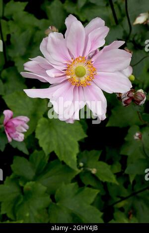 Anemone x Hybrida ‘Queen Charlotte’ Japanische Anemone Queen Charlotte – gekräuselte untertasse-förmige doppelte hellrosa Blüten mit weißen Rändern, August, Großbritannien Stockfoto