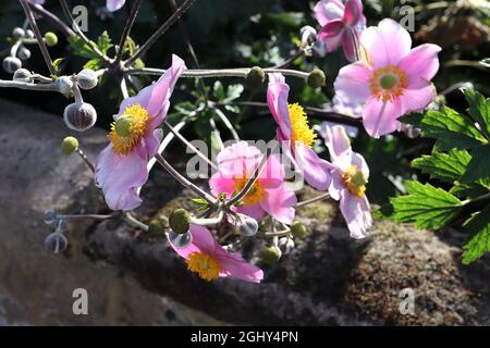 Anemone x hybrida ‘September Charm’ Japanischer Anemone September Charm – sehr hellrosa Einzelblüten mit breiten weißen Rändern, August, England, Großbritannien Stockfoto