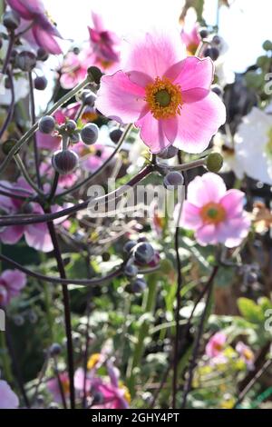 Anemone x hybrida ‘September Charm’ Japanischer Anemone September Charm – sehr hellrosa Einzelblüten mit breiten weißen Rändern, August, England, Großbritannien Stockfoto