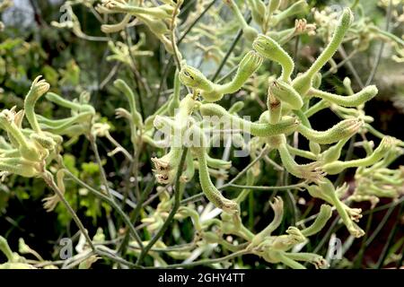 Anigozanthos flavidus hohe Kängurupfote – Sprays aus grüngelben röhrenförmigen, behaarten, gebogenen Blüten und mittelgrünen, bandförmigen Blättern, August, England, Großbritannien Stockfoto