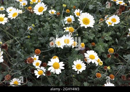 Anthemis arvensis Maiskamille – Masse von Gänseblümchen-ähnlichen Blüten auf hohen Stielen und kleinen farnigen roten und grünen Blättern, August, England, Großbritannien Stockfoto