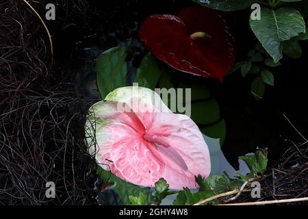 Anthurium andreanum ‘Pink Champion’ oder ‘Antinkeles’ und ‘Karma Red’ Flamingo-Blume – tiefrote und mittelrosa faltige herzförmige Blüten oder Spathe Stockfoto