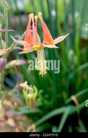 Aquilegia eximia Serpentine columbine – orangefarbene Blüten mit hexe-Hutblüten und gelb-spitzen Spornen, August, England, Großbritannien Stockfoto