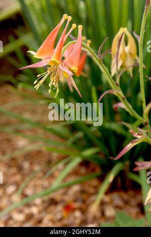 Aquilegia eximia Serpentine columbine – orangefarbene Blüten mit hexe-Hutblüten und gelb-spitzen Spornen, August, England, Großbritannien Stockfoto