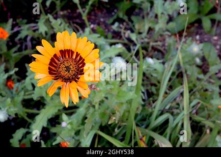 Arctotis fastuosa ‘Orange Prince’ Umhang Gänseblümchen Orange Prince – orange Gänseblümchen-ähnliche Blüten mit dunkelbraunem Halo, August, England, UK Stockfoto