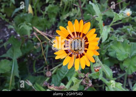 Arctotis fastuosa ‘Orange Prince’ Umhang Gänseblümchen Orange Prince – orange Gänseblümchen-ähnliche Blüten mit dunkelbraunem Halo, August, England, UK Stockfoto
