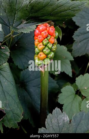 Arum italicum Italiana arum – dichte kegelförmige Trauben von Orangenbeeren an sehr dicken Stielen, August, England, Großbritannien Stockfoto