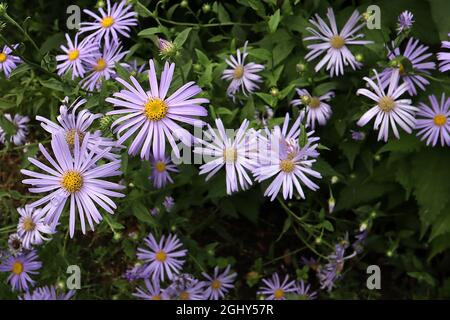 Aster frikartii ‘Monch’ Monch Daisy – lavendelblaue Blüten mit langen, schlanken Blütenblättern, August, England, Großbritannien Stockfoto