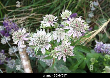 Astratia major ‘Star of Billion’ masterwort Star of Billion - weiße Röhrenblüten mit grün-spitzen weißen Brakten, August, England, Großbritannien Stockfoto