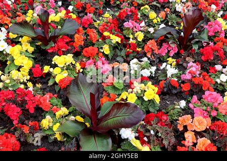 Begonia tuberosa ‘NonStop Mix’ doppelte weiße, gelbe, orange, rosa und rote Blüten mit engelförmigen Blättern, August, England, Großbritannien Stockfoto