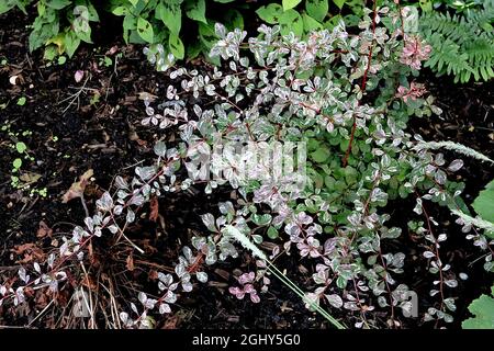 Berberis thunbergii atropurpurea ‘Harlequin’ Barberry Harlequin - kleine ovale, mittelgrüne Blätter mit weißen Spritzern, rote Stämme, August, Großbritannien Stockfoto