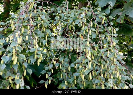 Betula pendula silberne Birke – hellgrüne weibliche Kätzchen und kleine dunkelgrüne eifige Blätter, August, England, Großbritannien Stockfoto